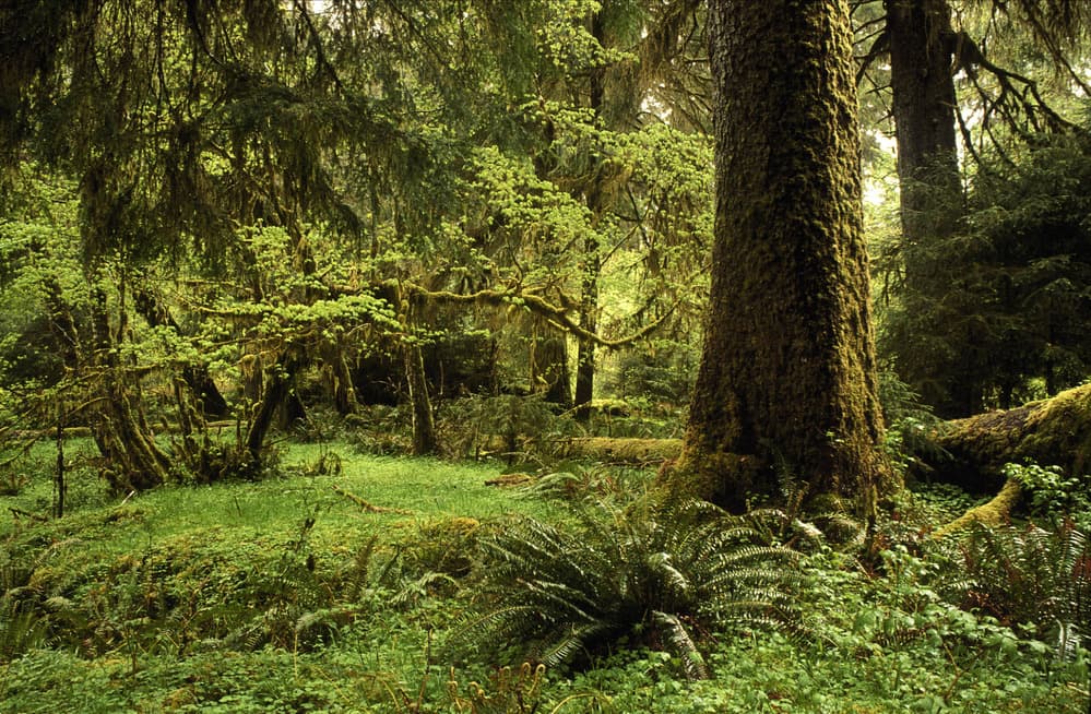 Hoh River Trail to Five Mile Island trail