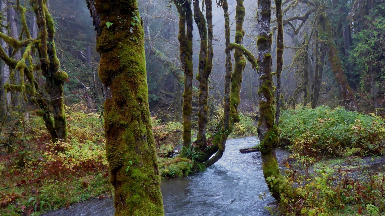 Staircase Rapids Loop Trail trail